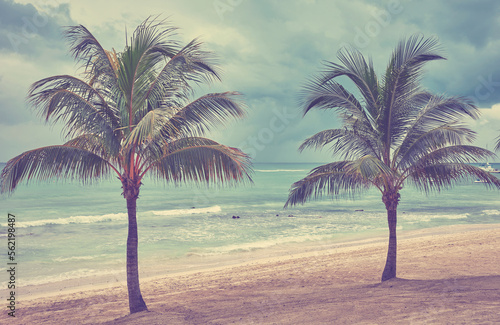 Coconut palm trees on a Caribbean beach  color toning applied  Yucatan Peninsula  Mexico.