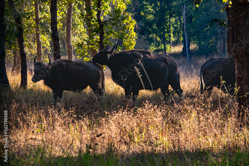 Close up of huge indian gaurs in the wild photo