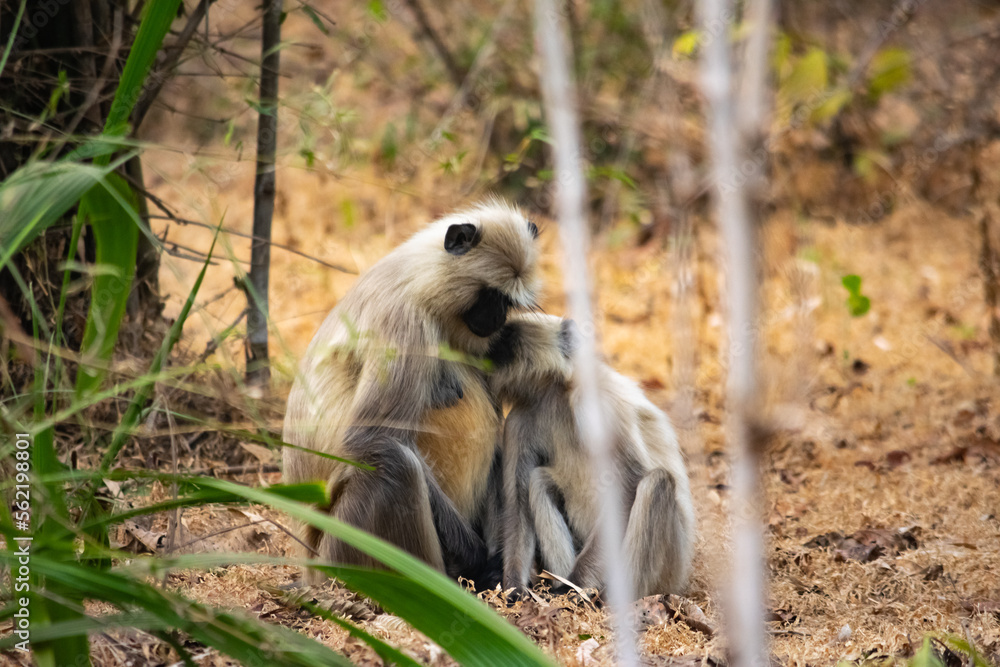 Obraz premium Amazing close-up of a small group of wild langurs.