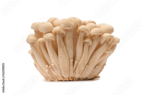 White beech mushrooms isolated on a white background.