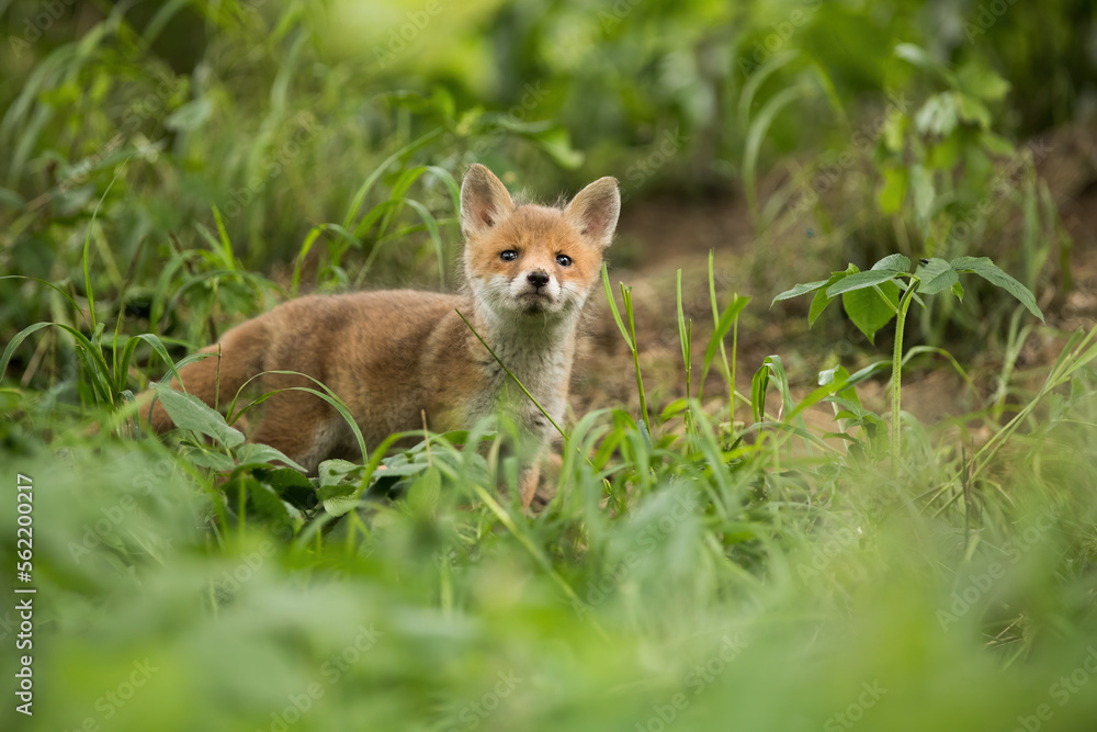 Little red fox, vulpes vulpes, looking to the camera on grass in spring. Orange cub watching in forest in springtime. Small mammal staring on green ground. Little red fox, vulpes vulpes, looking to the camera on grass in spring. Orange cub watching in forest in springtime. Small mammal staring on green ground.