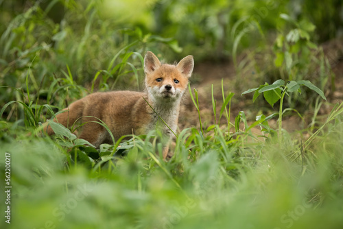 Little red fox, vulpes vulpes, looking to the camera on grass in spring. Orange cub watching in forest in springtime. Small mammal staring on green ground. © WildMedia