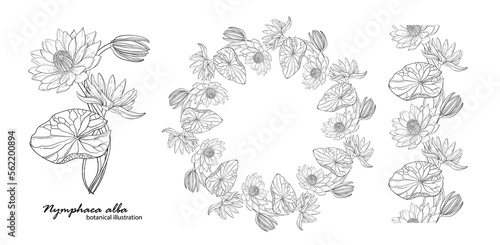 Floral vector wreath with lily flowers. Floral