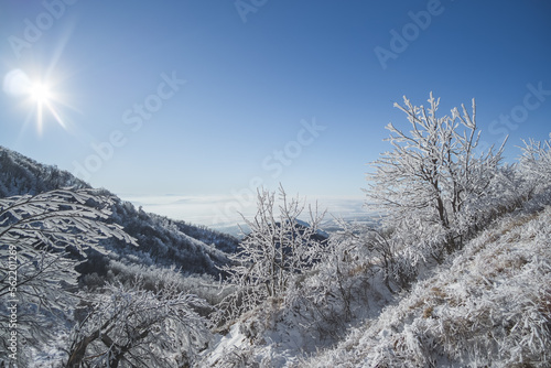 Winter landscape from the slope of Mount Beshtau, icy trees and grass on a sunny winter day, shrubs and tree branches in the snow