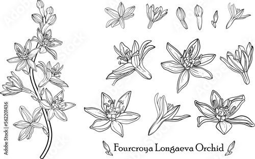 Fourcroya Longaeva Orchid. Graphic flowers Graphic. Vector flowers. photo