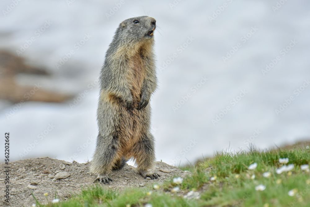 Alpine marmot (Marmota marmota), the alpine sentinel, standing and whistling in an mountain meadow full of flowers, Italian Alps.