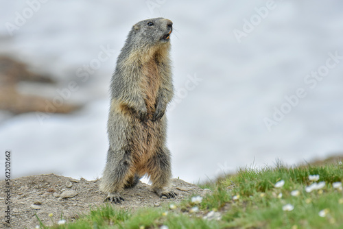 Obraz na płótnie Alpine marmot (Marmota marmota), the alpine sentinel, standing and whistling in an mountain meadow full of flowers, Italian Alps. w salonie