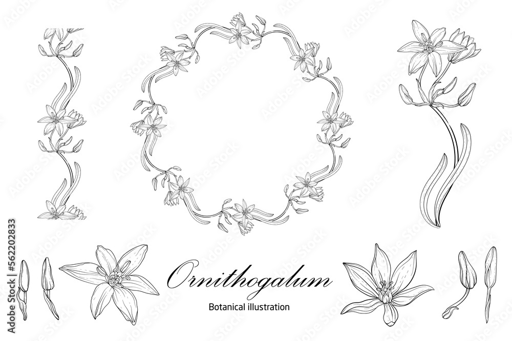 Botanical illustration, flower compositions, flower wreaths. Black and White Graphics Botanical illustration, flower compositions, flower wreaths. Black and White Graphics