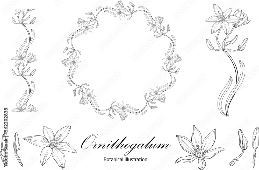 Fototapeta premium Botanical illustration, flower compositions, flower wreaths. Black and White Graphics
