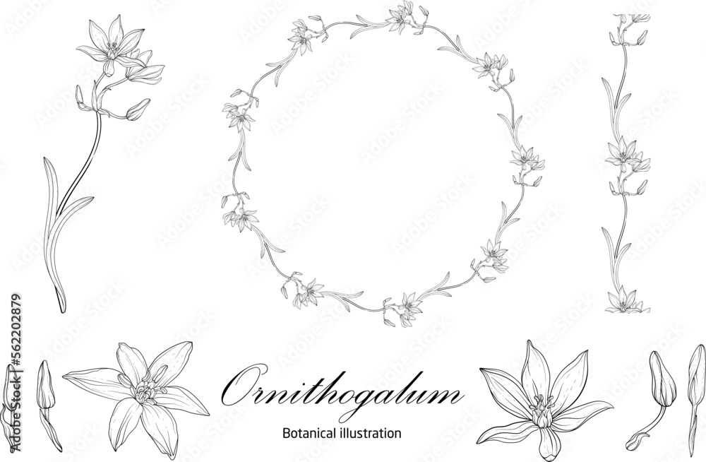 Botanical illustration, flower compositions, flower wreaths. Black and White Graphics