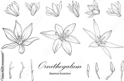 Botanical illustration, flower compositions. Botanica. Black and white