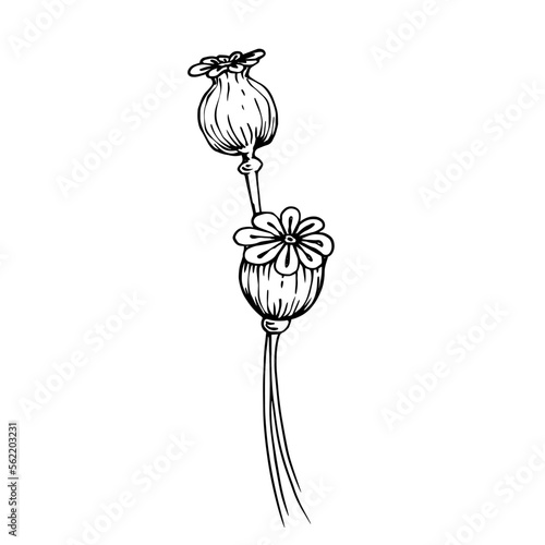 Linear sketch of dried flowers of poppy flower.Vector graphics.	