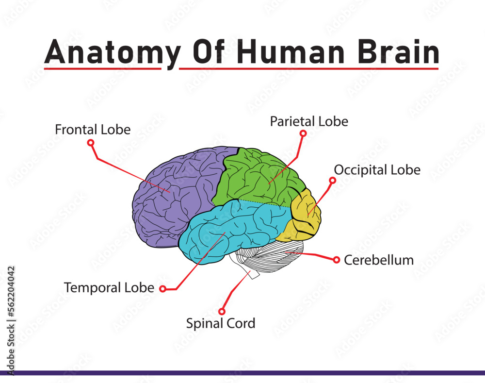 Anatomy of human Brain with name of all parts like Spinal cord, lobes ...