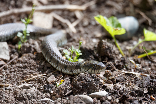 grass snake crawls through the garden