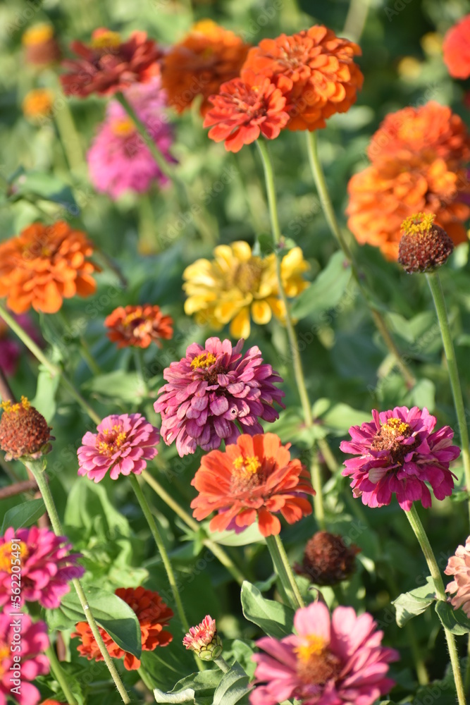 red and yellow flowers