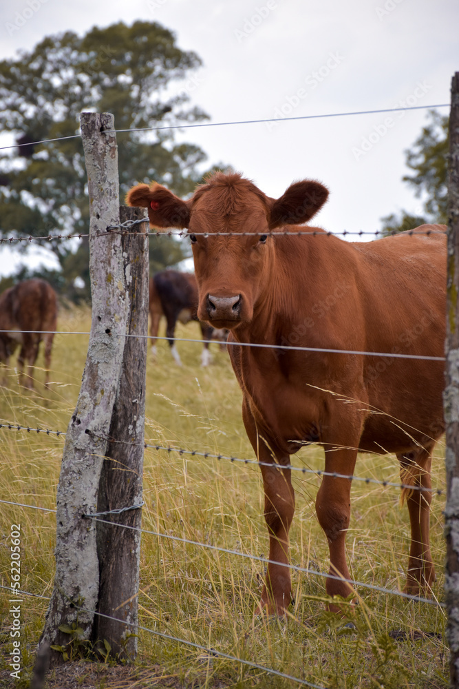 beautiful little brown cow behind a barbed wire fence looking curiously and friendly beautiful little brown cow behind a barbed wire fence looking curiously and friendly