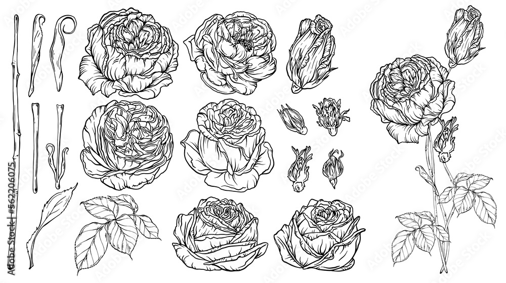 Hand-drawn floral set, a collection of roses Hand-drawn floral set, a collection of roses