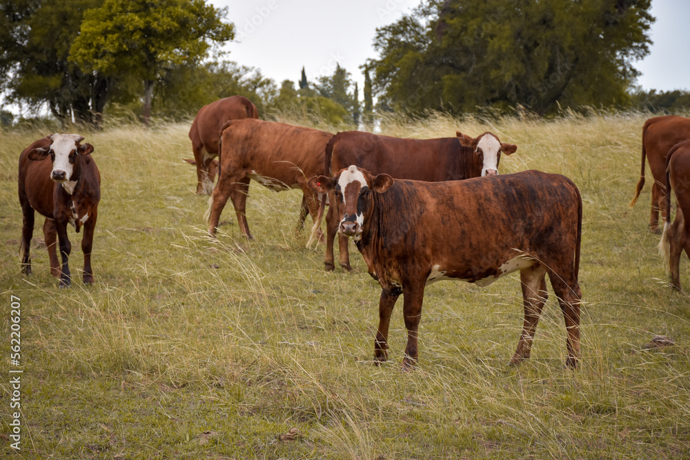 Argentinian beef cattle, brown cow in the foreground and more cows grazing behind in green field landscape Argentinian beef cattle, brown cow in the foreground and more cows grazing behind in green field landscape
