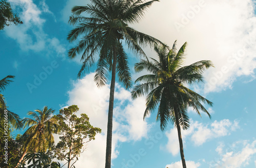 Tropical palm trees against blue sky and clouds