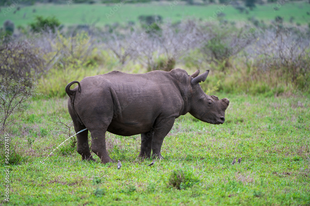 Obraz premium peeing rhino minding his business in green savana 