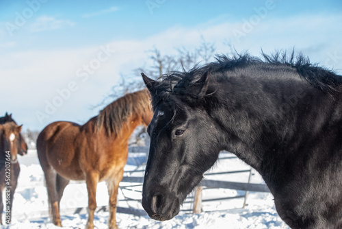 Canadian Horse in winter pasture in Quebec  Canada