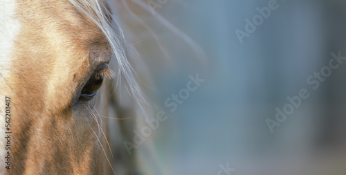 Beautiful palomino horse close up. Equestrian banner, background
