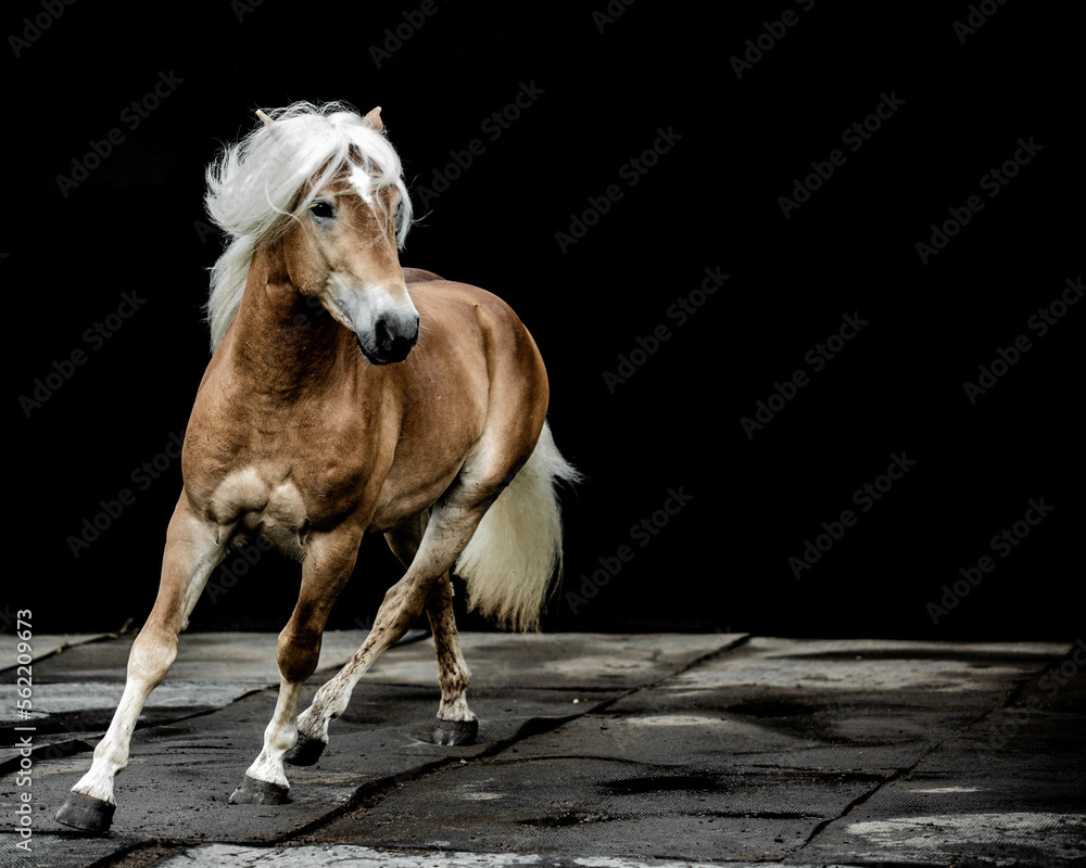Fototapeta premium Beautiful horse running against black background