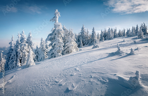 Bright Christmas postcard. Frosty morning view of Carpathian mountains with fresh snow covered fir trres. Picturesque outdoor scene of mountain valley. Beautiful winter scenery..