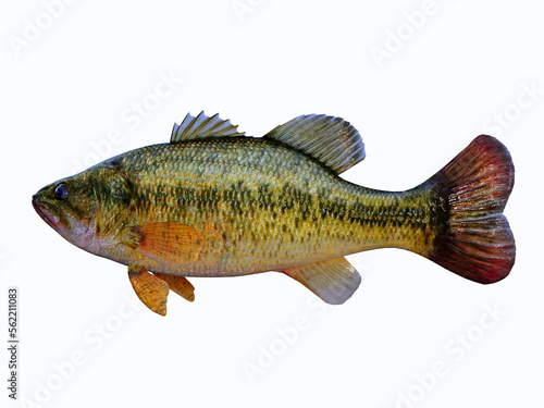 Bass Fish Profile - The Largemouth Bass is a popular freshwater game fish for anglers and is found in rivers, streams and lakes. photo