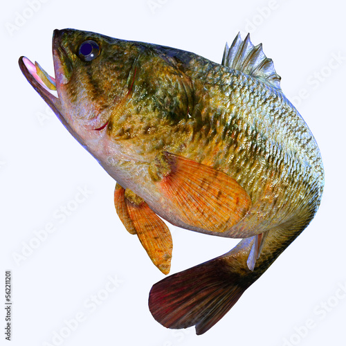 Largemouth Bass - The Largemouth Bass is a popular freshwater game fish for anglers and is found in rivers, streams and lakes. photo