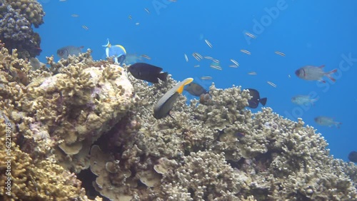 Emperor angelfish fish near coral reef photo