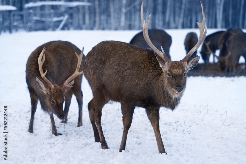 A family of deer in a winter forest. In the foreground are two male reindeer with branching antlers. A family of deer in a winter forest. In the foreground are two male reindeer with branching antlers.