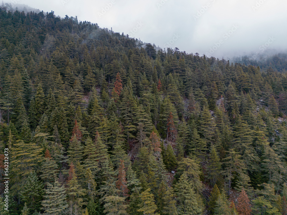 tar and cedar forests and the magnificent mountains of the Mediterranean