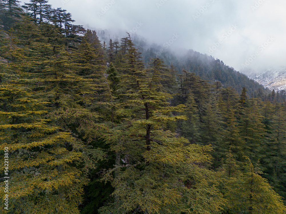 Obraz premium tar and cedar forests and the magnificent mountains of the Mediterranean