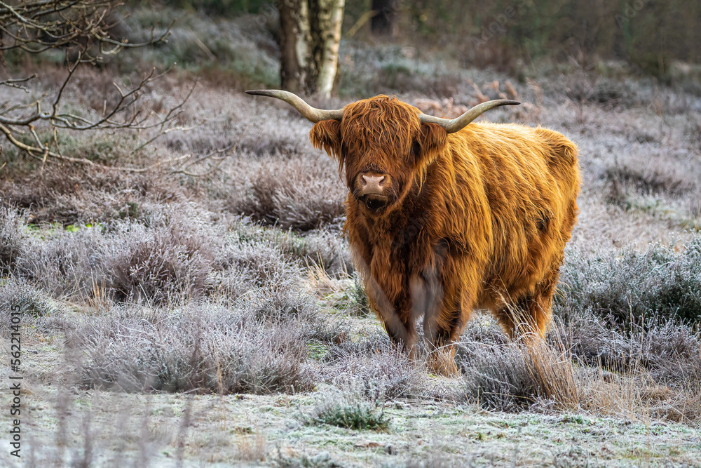 highland cow in winter highland cow in winter