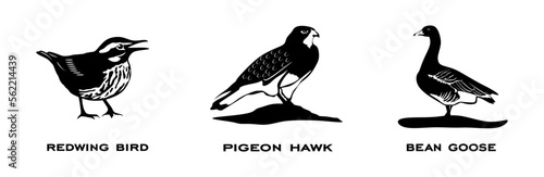 Set of birds. Collection birds. Redwing bird, Pigeon hawk, Bean goose. Birds in different poses isolated on white background. Vector illustration.
