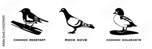 Set of birds. Collection birds. Common redstart, Rock dove, Common goldeneye. Birds in different poses isolated on white background. Vector illustration