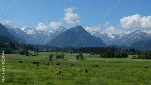 Idyllisches Panorama im Sommer bei Oberstdorf mit Kühe auf der Weide