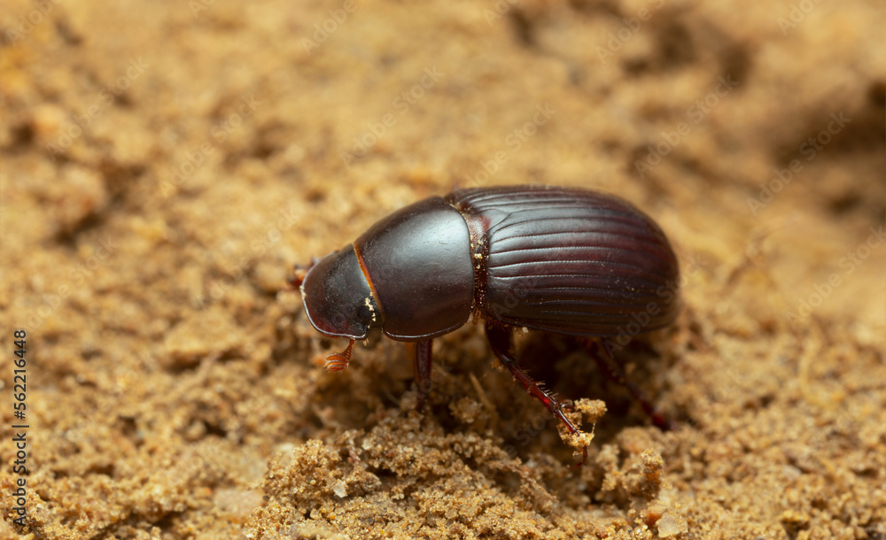 Night-flying dung beetle, Acrossus rufipes on soil, macro photo Night-flying dung beetle, Acrossus rufipes on soil, macro photo