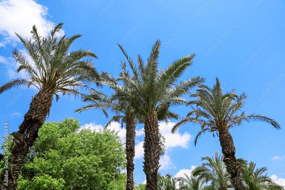 View of palm trees on sunny day