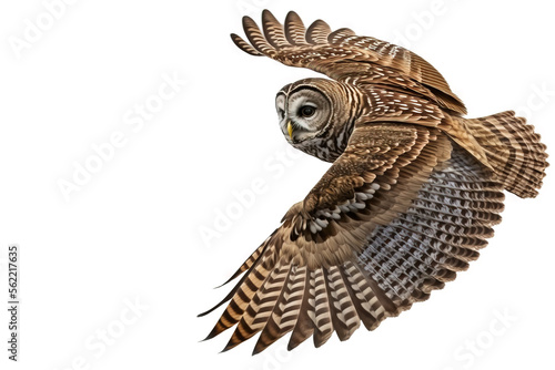 Barred Owl in flight on white background.  Raptor bird of prey image showing wing span and feather details was created with digital art. photo