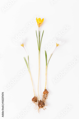Early spring flower white Crocus, Crocus tommasinianus, the entire plant with root and bulb on white photo