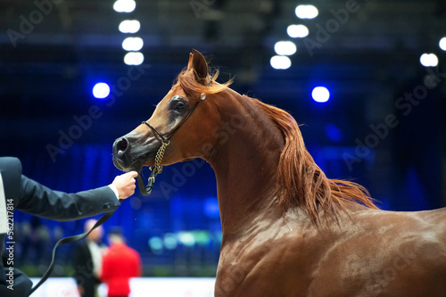 portrait of beautiful red purebred arabian horse running at cover manege at competition.