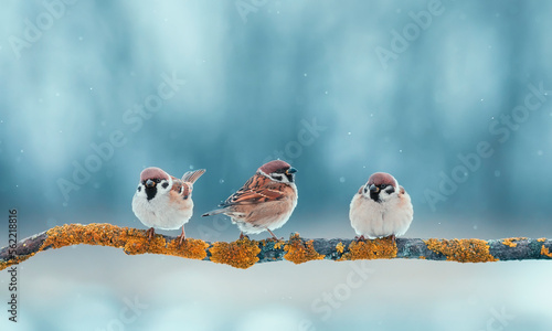 three funny little sparrow birds sitting on a branch in a winter park