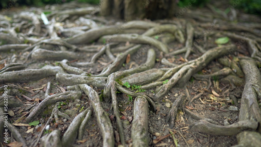Tree roots on ground. Natural ramifications