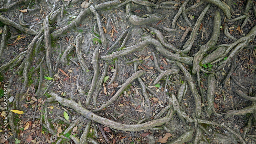 Tree roots on ground. Natural ramifications Tree roots on ground. Natural ramifications