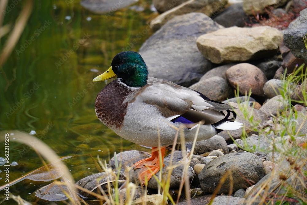 Fototapeta premium duck in the pond