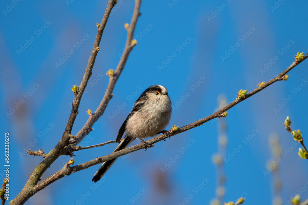 A Long-tailed tit (Aegithalos caudatus) perched in a tree. A Long-tailed tit (Aegithalos caudatus) perched in a tree.