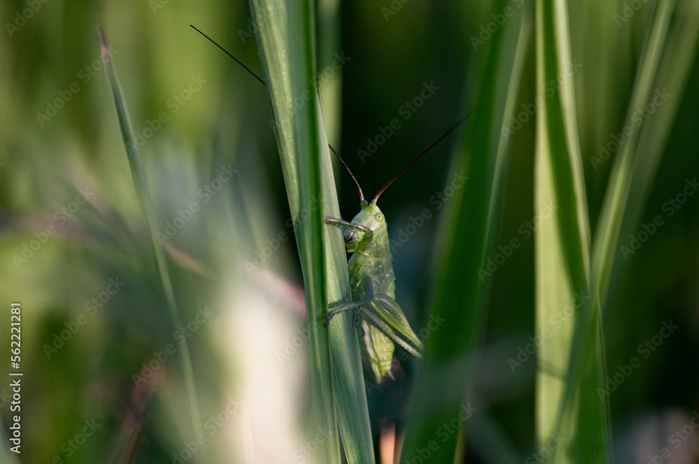 locust sits on the grass in the spring meadow locust sits on the grass in the spring meadow