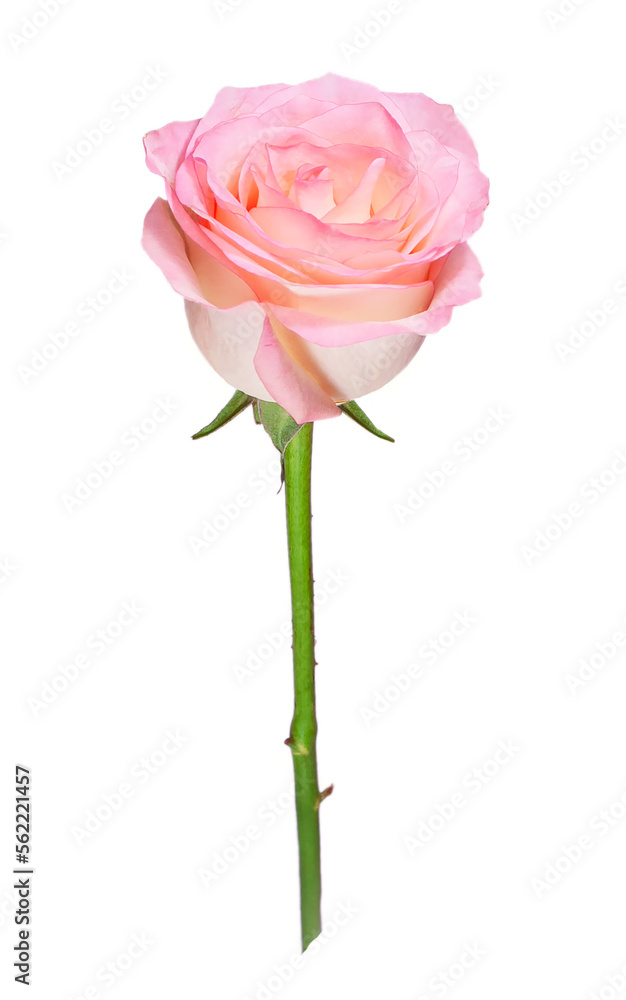 pink rose on an insulated white background, fresh, delicate. High quality photo